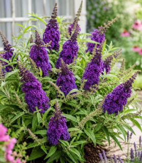 Buddleja davidii 'Butterfly Candy Little Purple'